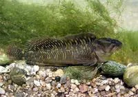 Freshwater blenny (Salaria fluviatilis)