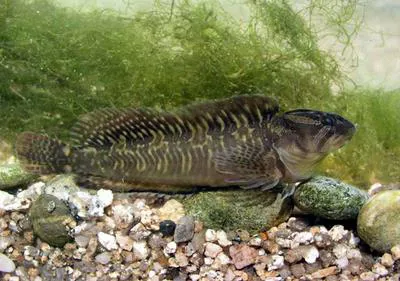 Freshwater blenny (Salaria fluviatilis)