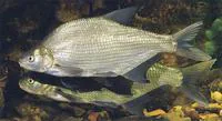 Freshwater bream (Abramis brama)