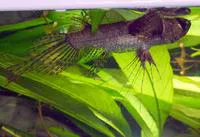 Freshwater butterflyfish (Pantodon buchholzi)