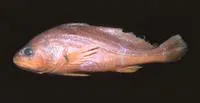 Freshwater croaker (Plagioscion ternetzi)