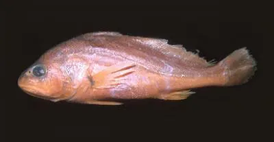Freshwater croaker (Plagioscion ternetzi)