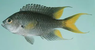Freshwater demoiselle (Neopomacentrus taeniurus)