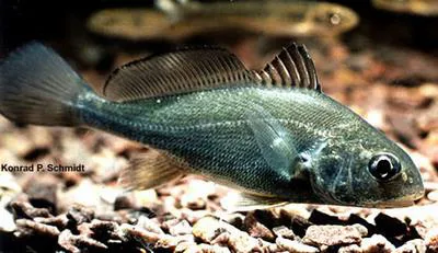 Freshwater drum (Aplodinotus grunniens)
