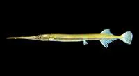 Freshwater garfish (Xenentodon cancila)
