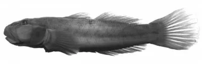 Freshwater goby (Awaous aeneofuscus)