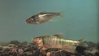 Freshwater minnow (Zacco platypus)