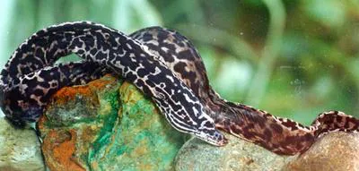 Freshwater moray (Gymnothorax polyuranodon)