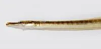 Freshwater pipefish (Microphis fluviatilis)