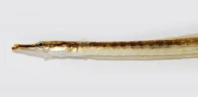 Freshwater pipefish (Microphis fluviatilis)