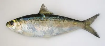 Freshwater sardinella (Sardinella tawilis)