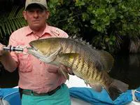 Freshwater snapper (Lutjanus fuscescens)