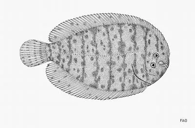 Freshwater sole (Trinectes fluviatilis)