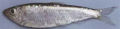 Freshwater tyulka (Clupeonella tscharchalensis)