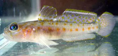 Fries's goby (Lesueurigobius friesii)