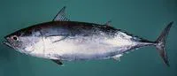 Frigate tuna (Auxis thazard thazard)