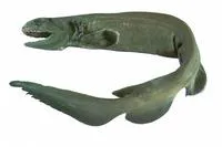 Frilled shark (Chlamydoselachus anguineus)