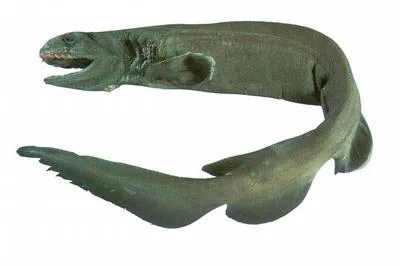 Frilled shark (Chlamydoselachus anguineus)