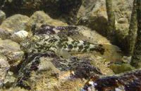 Frillfin goby (Bathygobius soporator)