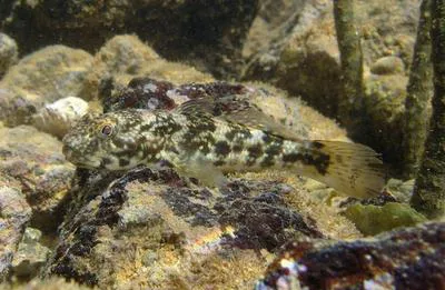 Frillfin goby (Bathygobius soporator)
