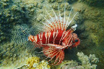 Frillfin turkeyfish (Pterois mombasae)