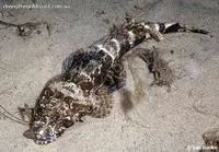 Fringe-eyed flathead (Cymbacephalus nematophthalmus)