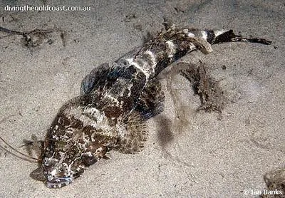 Fringe-eyed flathead (Cymbacephalus nematophthalmus)