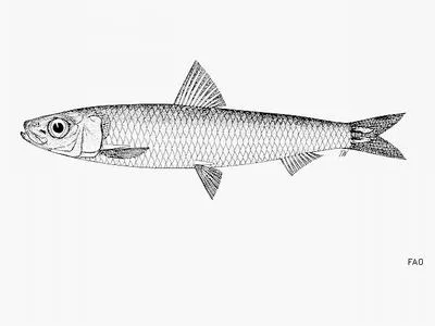 Fringe-scale round herring (Spratelloides robustus)