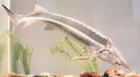 Fringebarbel sturgeon (Acipenser nudiventris)