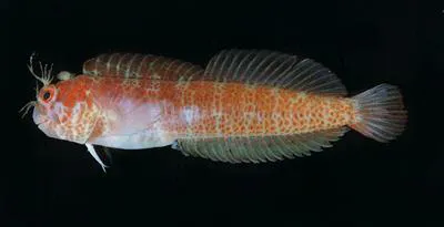 Fringed blenny (Mimoblennius cirrosus)