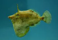 Fringed filefish (Monacanthus ciliatus)