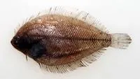 Fringed flounder (Etropus crossotus)