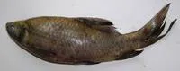 Fringed-lipped peninsula carp (Labeo fimbriatus)