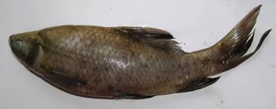 Fringed-lipped peninsula carp (Labeo fimbriatus)
