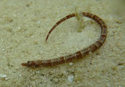 Fringed pipefish (Anarchopterus criniger)