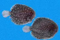 Fringed sole (Trinectes fimbriatus)