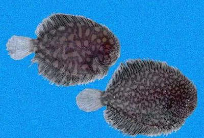 Fringed sole (Trinectes fimbriatus)