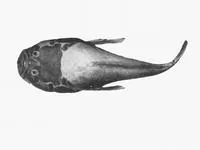 Fringed stargazer (Ichthyscopus barbatus)