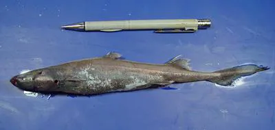 Fringefin lanternshark (Etmopterus schultzi)