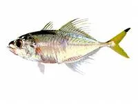 Fringefin trevally (Pantolabus radiatus)