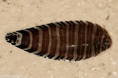 Fringefin zebra sole (Zebrias quagga)