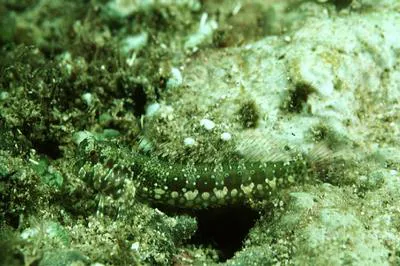 Fringelip blenny (Salarias sinuosus)