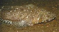 Fringelip flathead (Sunagocia otaitensis)