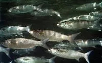 Fringelip mullet (Crenimugil crenilabis)