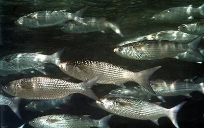 Fringelip mullet (Crenimugil crenilabis)