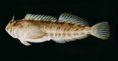 Fringelip rockskipper (Entomacrodus epalzeocheilos)