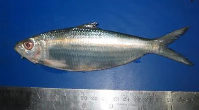 Fringescale sardinella (Sardinella fimbriata)