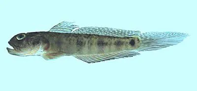 Frogface goby (Oxyurichthys papuensis)
