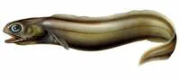 Froghead eel (Coloconger raniceps)