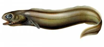 Froghead eel (Coloconger raniceps)